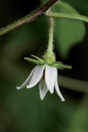 มะแว้งป่า Lycianthes biflora (Lour.) Bitter<br/>SOLANACEAE