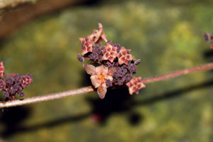 มะยมสาย Sauropus thyrsiflorus Welzen<br/>EUPHORBIACEAE