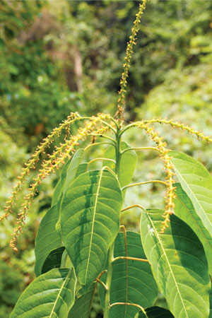 โพบาย Balakata baccata (Roxb.) Esser<br/>EUPHORBIACEAE