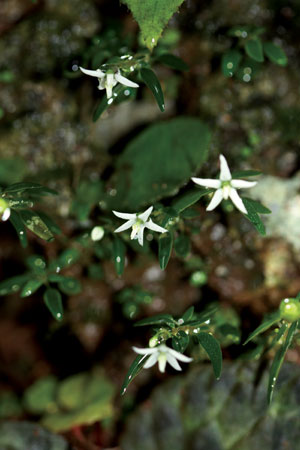 ประดับหินใบเข็ม Argostemma lobbii Hook.f.<br/>RUBIACEAE