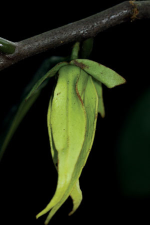 สะบันงาป่า Goniothalamus griffithii Hook.f. & Thomson<br/>ANNONACEAE