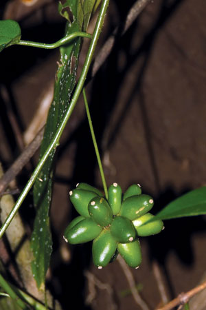 ตุ้มพวง Miquelia kleinii Meisn.<br/>ICACINACEAE