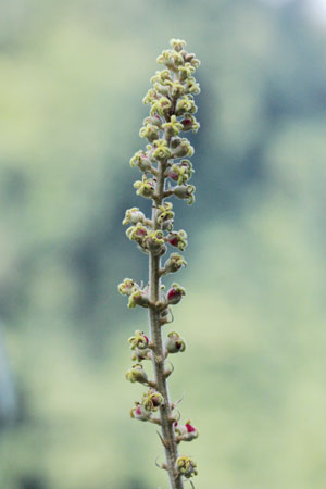 ตองเต๊า Mallotus barbatus Müll. Arg.<br/>EUPHORBIACEAE