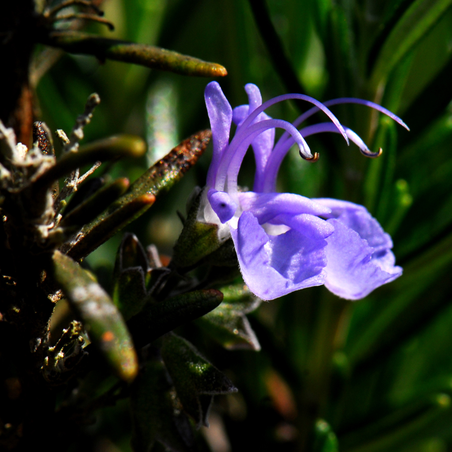 โรสแมรี่ Rosmarinus officinalis L.<br/>LAMIACEAE (LABIATAE)