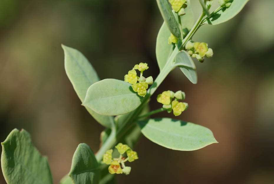 ชาหอม Osyris lanceolata Hochst. & Steud.<br/>SANTALACEAE