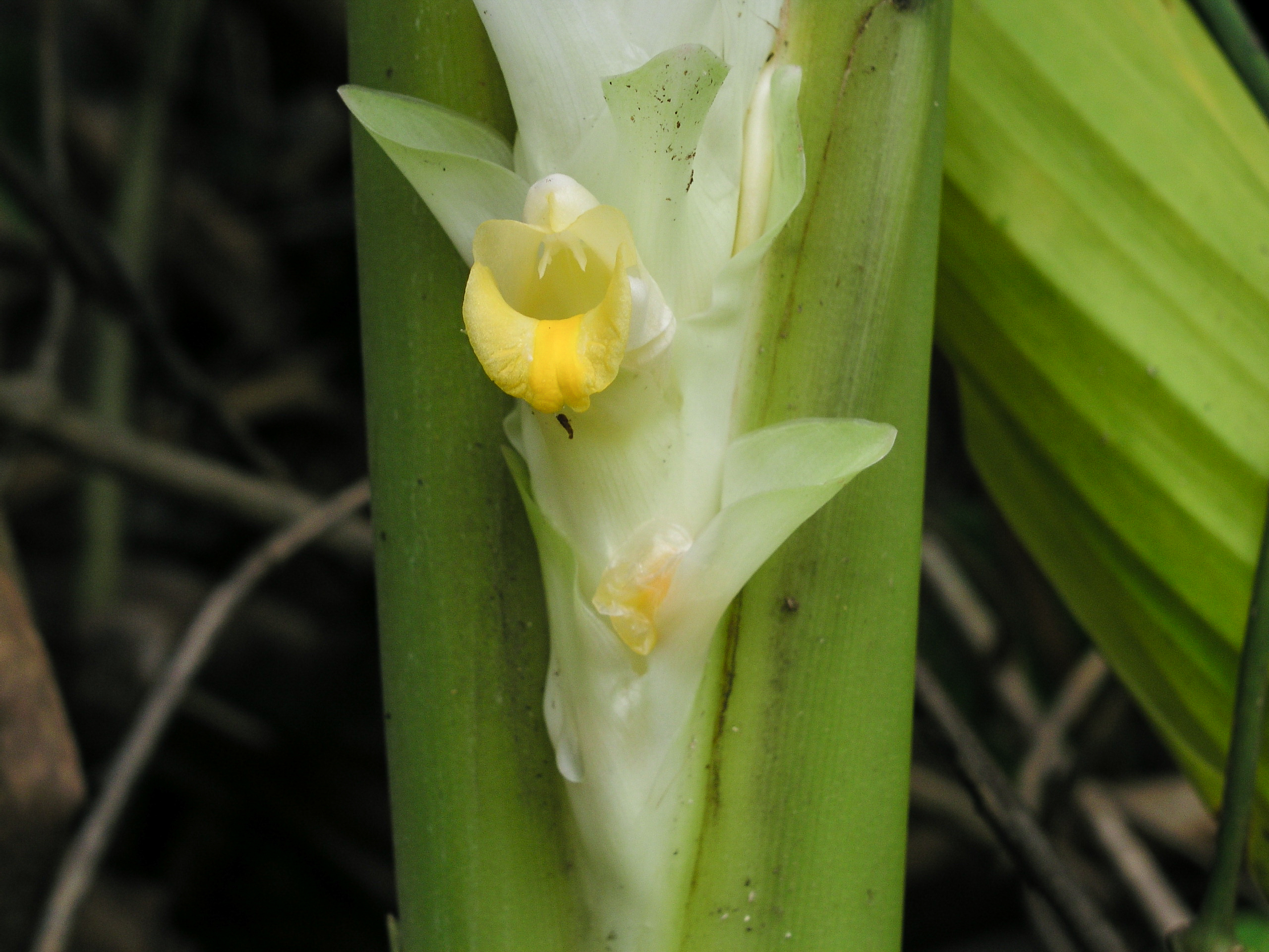 ขมิ้นขาวป่า Curcuma amada Roxb.<br/>ZINGIBERACEAE