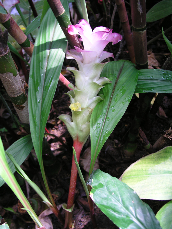 กระเจียวกาบแดง Curcuma rubescens Roxb.         <br/>ZINGIBERACEAE