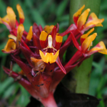 กระเจียวเหลืองแดง Curcuma bicolor J. Mood & K. Larsen<br/>ZINGIBERACEAE