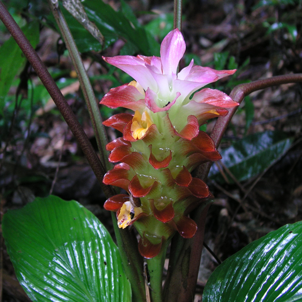 ว่านปด  Curcuma aurantiaca Zijp<br/>ZINGIBERACEAE