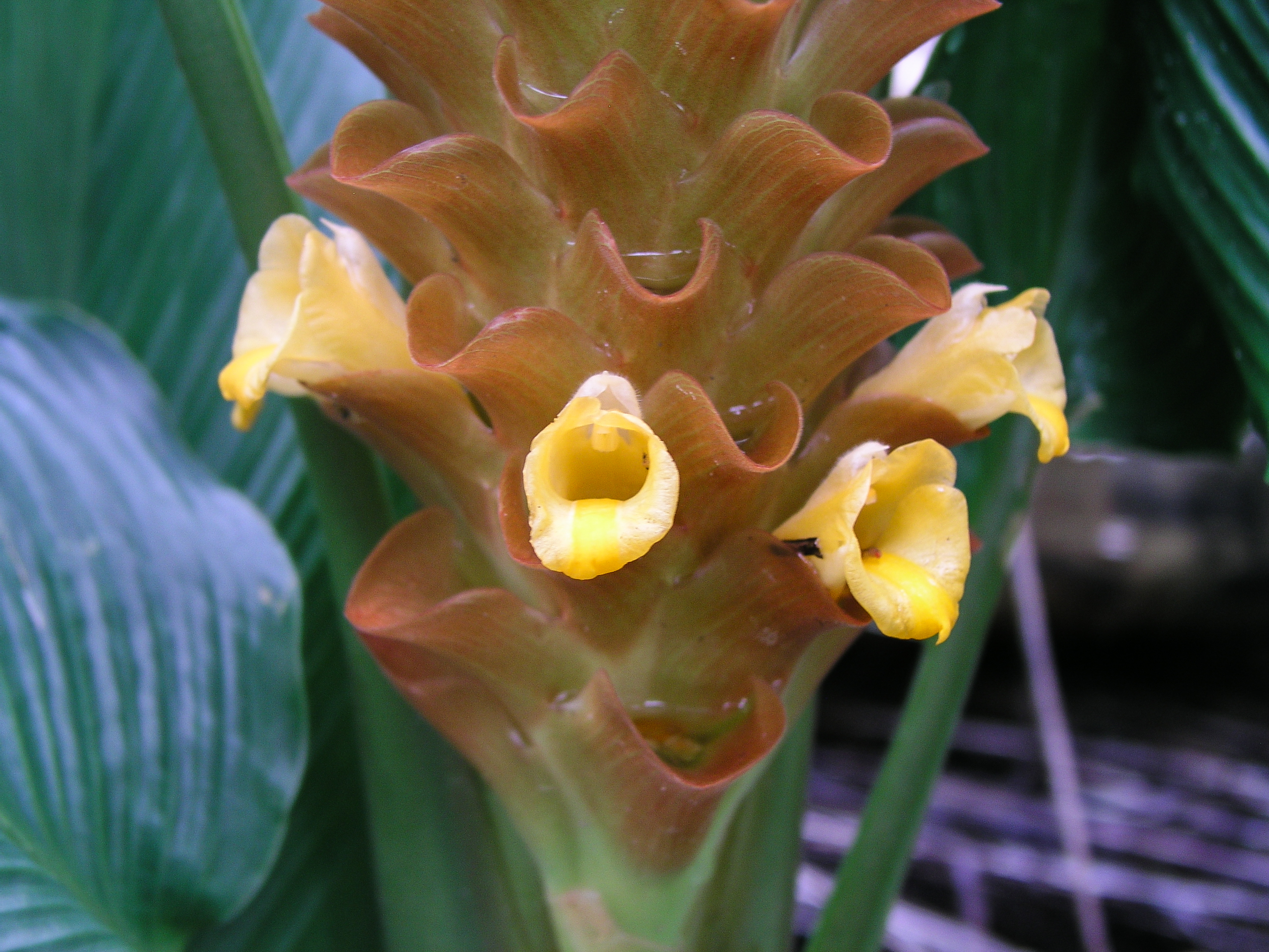 ว่านปด Curcuma aurantiaca Zijp.<br/>Zingiberaceae