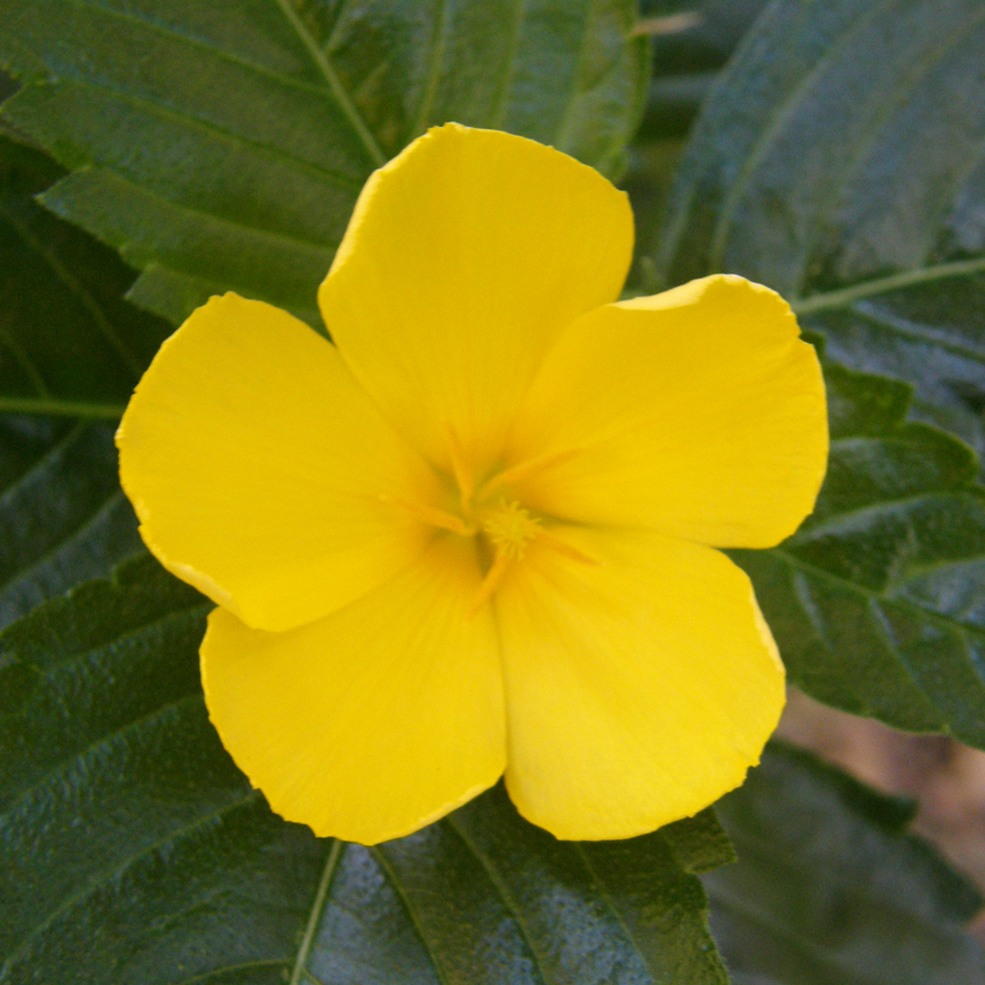 บานเช้าดอกเหลือง Turnera ulmifolia L.<br/>TURNERACEAE