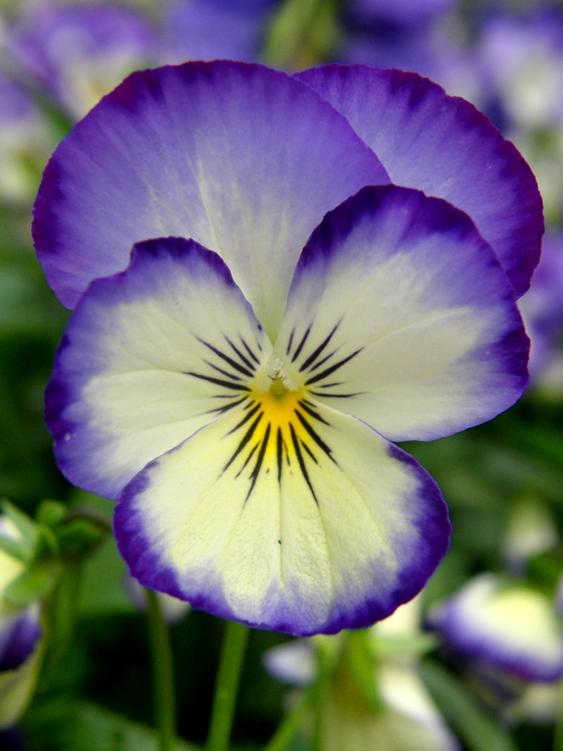 Viola tricolor Viola tricolor Linn<br/>VIOLACEAE