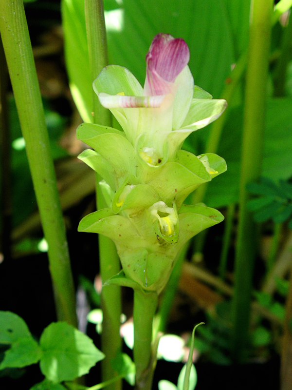 ขมิ้นขาว Curcuma mangga Valeton & Zijp    <br/>ZINGIBERACEAE