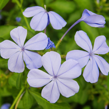 พยับหมอก Plumbago auriculata Lam.<br/>PLUMBAGINACEAE