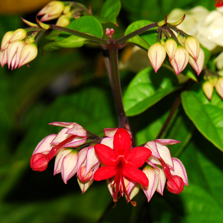 พวงแก้วแดง Clerodendrum splendens x C. thomsoniae<br/>LAMIACEAE (LABIATAE)