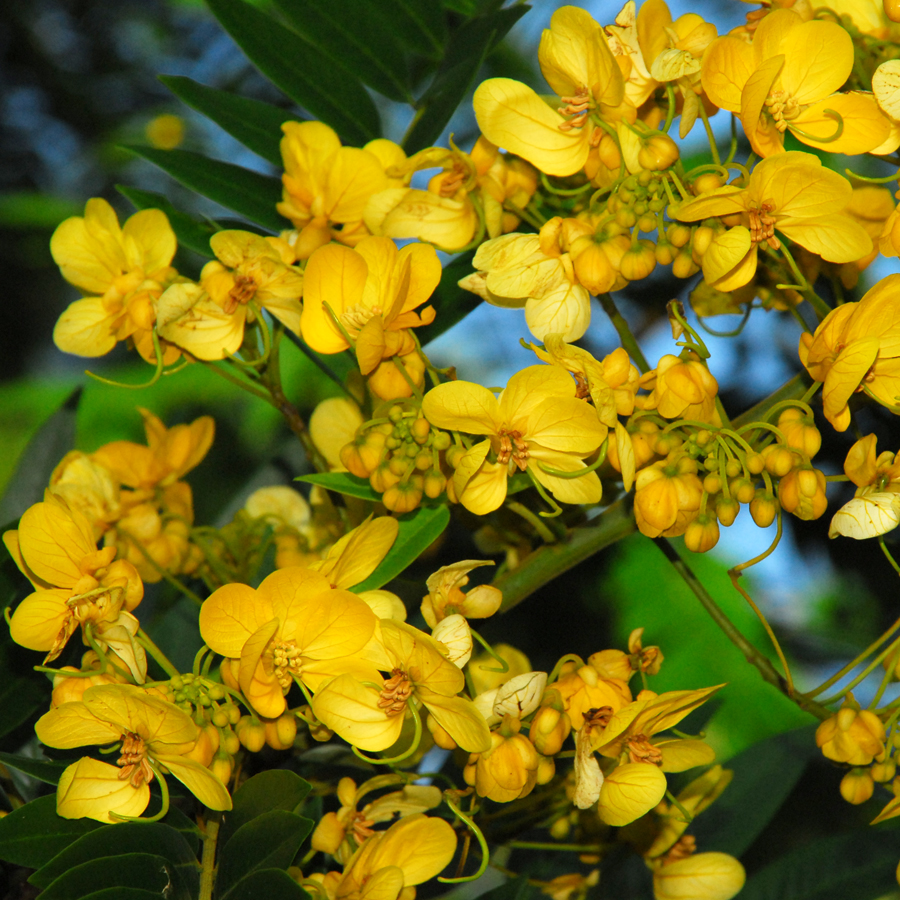 ขี้เหล็กอเมริกัน Senna spectabilis (DC.) Irwin & Barneby<br/>FABACEAE (LEGUMINOSAE-CAESALPINIOIDEAE)