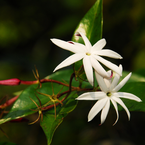 มะลิหลวง Jasminum laurifolium f. nitidum (Skan) P.S.Green<br/>OLEACEAE