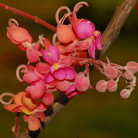 กาฬพฤกษ์ Cassia grandis  L.f.<br/>FABACEAE (LEGUMINOSAE-CAESALPINIOIDEAE)