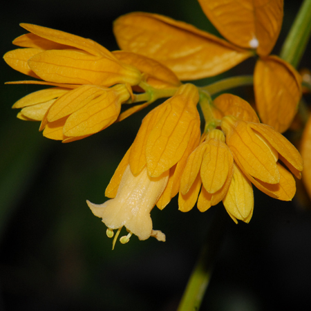 มาลัยนงนุช Petraeovitex bambusetorum King & Gamble<br/>LAMIACEAE (LABIATAE)