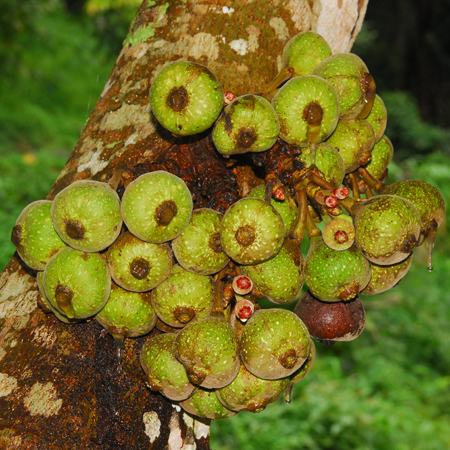 เดื่อหว้า Ficus auriculata Lour.<br/>MORACEAE