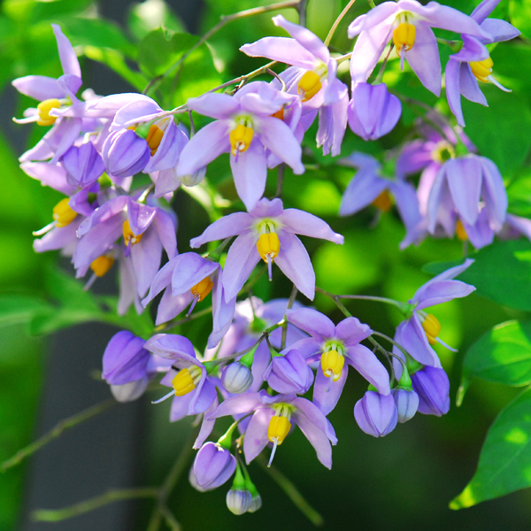 มะเขือเครือ Solanum seaforthianum Andr.<br/>SOLANACEAE