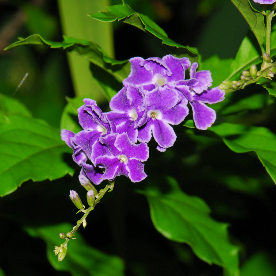 เทียนหยด Duranta erecta L.<br/>VERBENACEAE