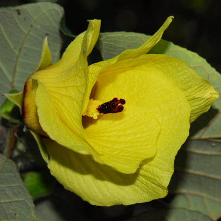 ปอทะเล Hibiscus tiliaceus L.<br/>Malvaceae