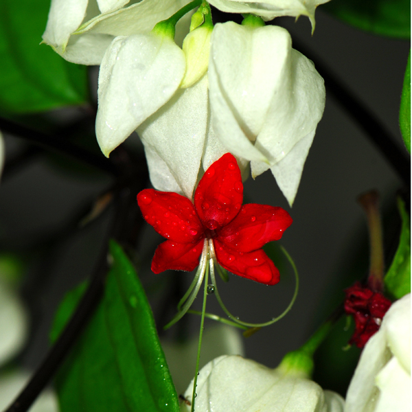 มังกรคาบแก้ว Clerodendrum thomsoniae Balf.<br/>LAMIACEAE (LABIATAE)