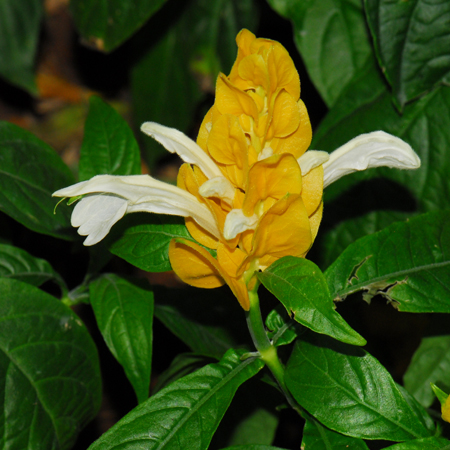 เหลืองคีรีบูน Pachystachys lutea Nees<br/>ACANTHACEAE