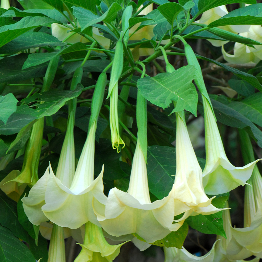 แตรสวรรค์   Brugmansia x candida Pers.<br/>SOLANACEAE