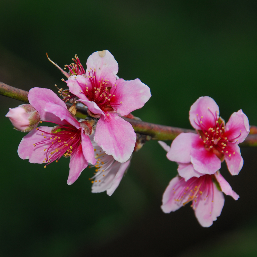 ท้อ  Prunus persica (L.) Batsch<br/>ROSACEAE