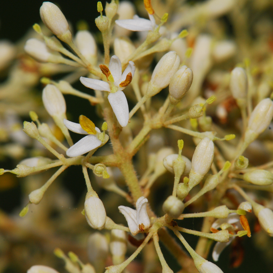 จันทร์ทองเทศ Fraxinus griffi thii C.B. Clarke<br/>OLEACEAE