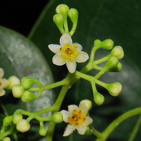 การบูร Cinnamomum camphora (L.) J.Presl<br/>LAURACEAE