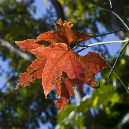 ก่วมแดง Acer calcaratum Gagnep.<br/>ACERACEAE