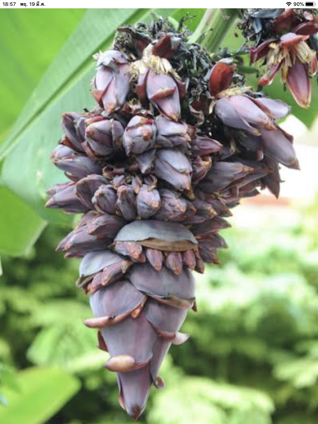 กล้วยร้อยปลี Musa (AAA group) ‘Roiplee’<br/>MUSACEAE