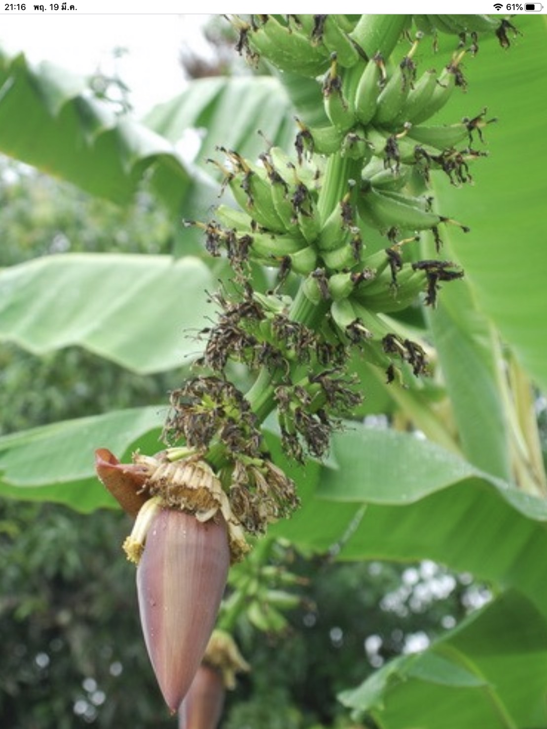 กล้วยน้ำนม Musa ‘Nam Nom’<br/>MUSACEAE