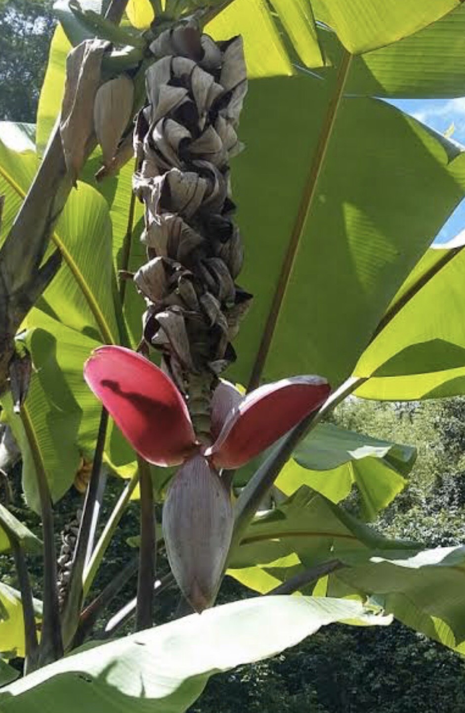 กล้วยตานีดำ  Musa balbisiana Colla (ตานีดำ)<br/>MUSACEAE