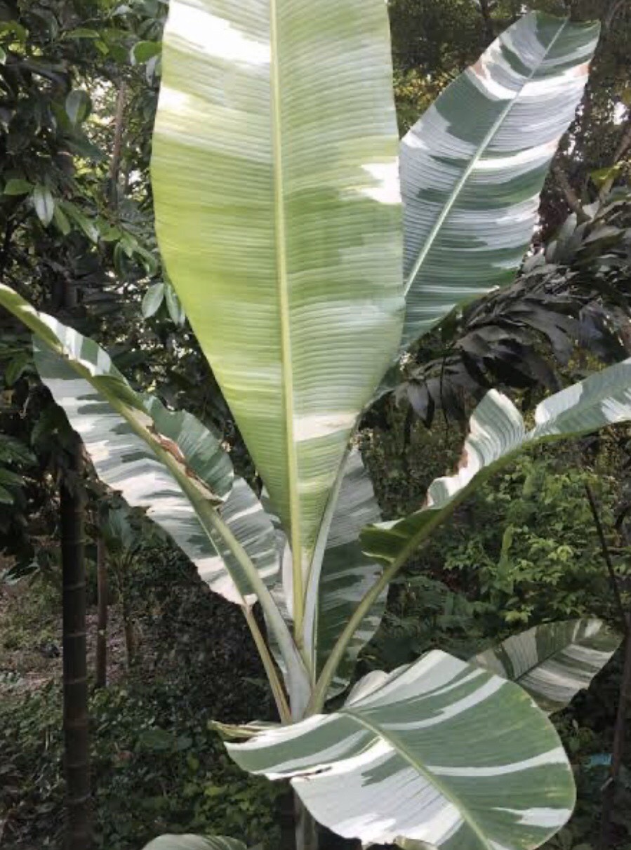 กล้วยด่าง Musa  (ABB  Group) ‘Kluai Dang’<br/>MUSACEAE