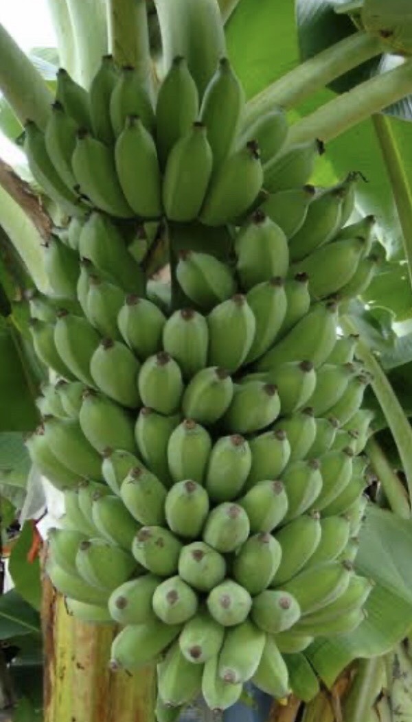 กล้วยปากช่อง50 Musa  (ABB  Group) ‘Pakchong 50’<br/>MUSACEAE