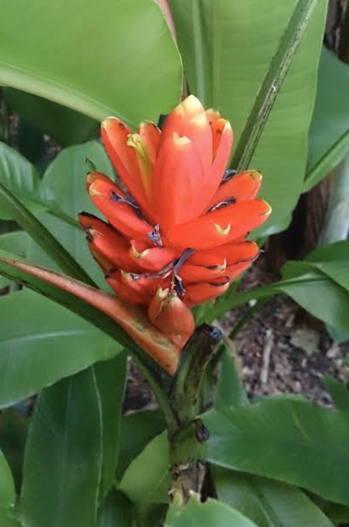 กล้วยรัตกัทลี Musa  coccinea Andr<br/>MUSACEAE