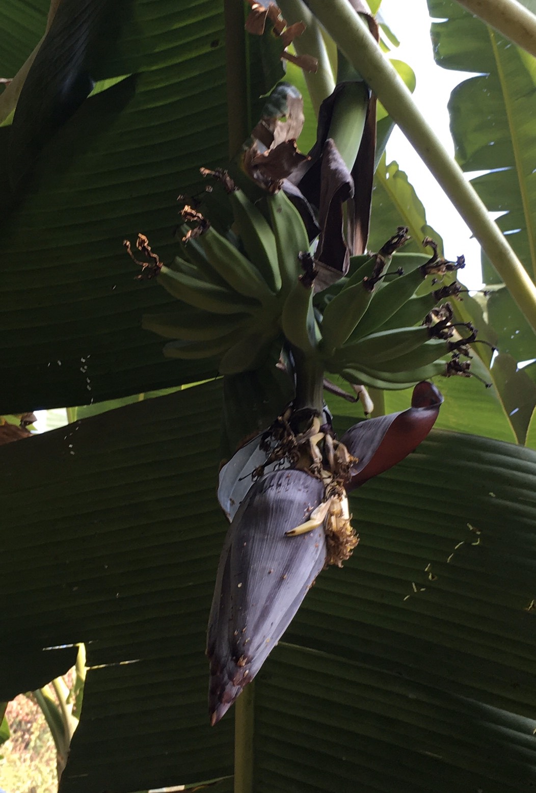 กล้วยน้ำเชียงราย Musa  (ABB Group) ‘Nam Chiangrai’<br/>MUSACEAE