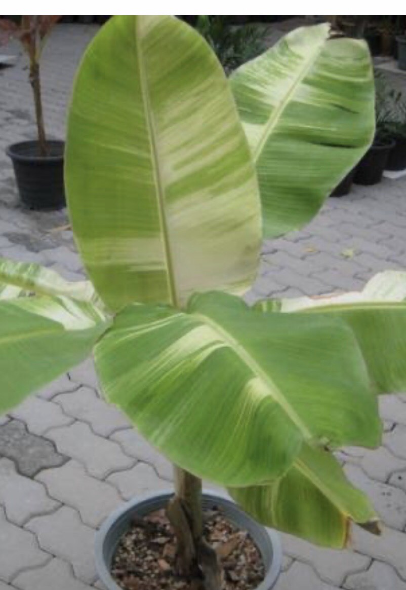 กล้วยน้ำว้าด่าง  Musa  (ABB Group) ‘Namwa Dang’<br/>MUSACEAE