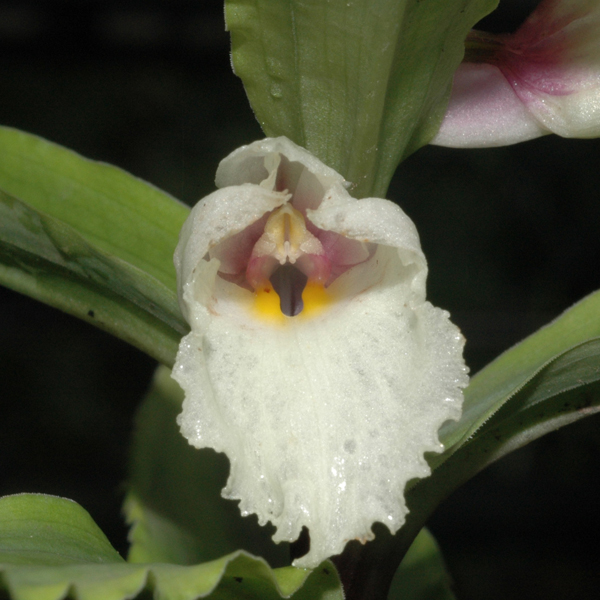 ว่านนางบัวป้อง Brachycorythis henryi (Schltr.) Summerh.<br/>ORCHIDACEAE