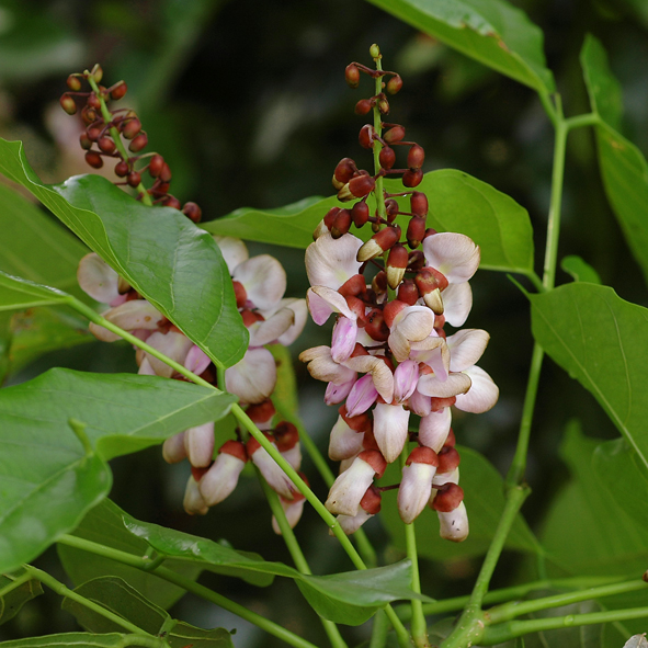 หยีทะเล Derris indica (Lamk.) Benn.<br/>FABACEAE (LEGUMINOSAE-PAPILIONOIDEAE)