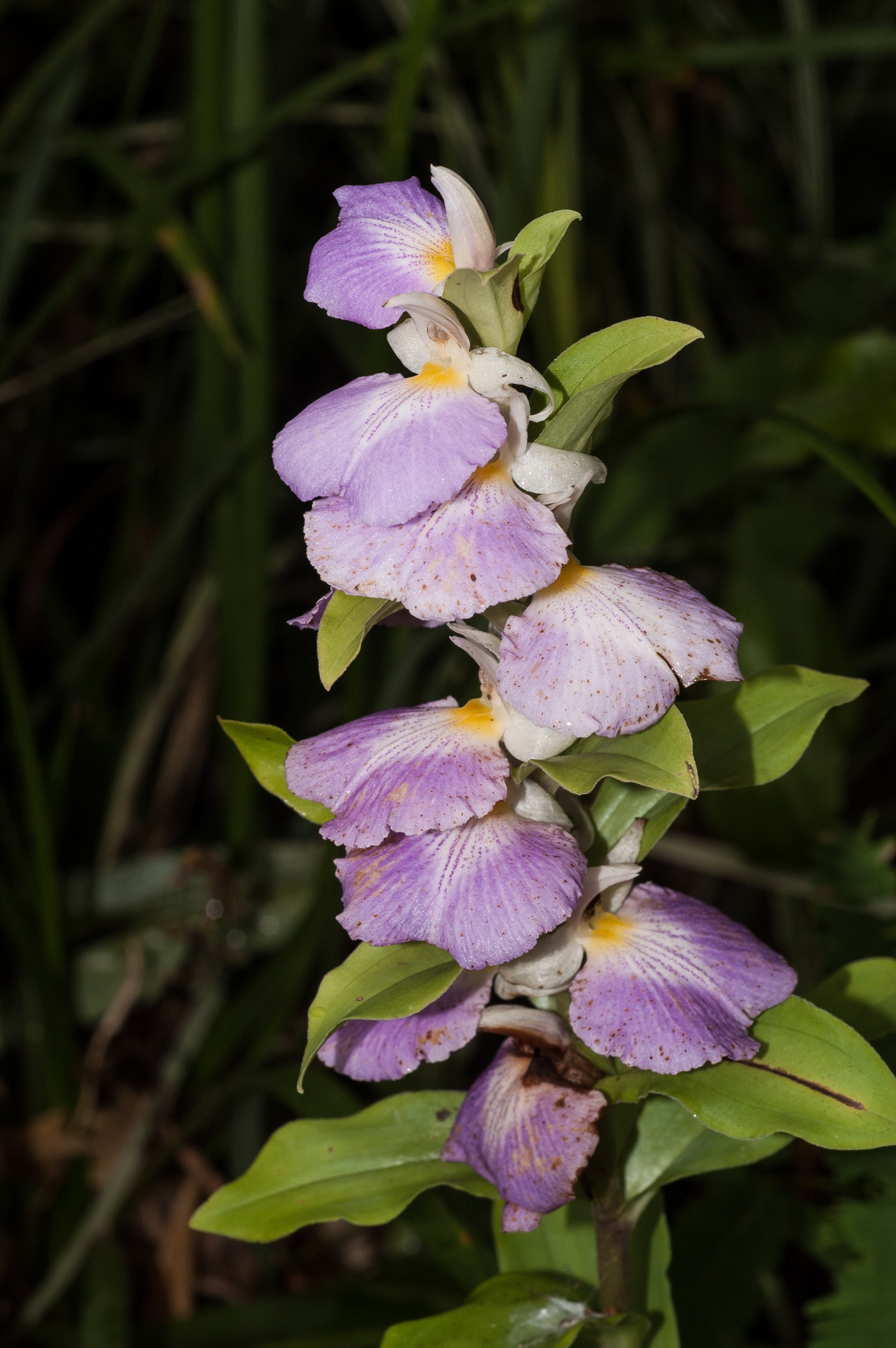 ว่านนางบัว Brachycorythis helferi (Rchb.f.) Summerh.<br/>ORCHIDACEAE