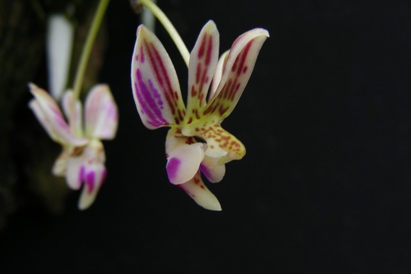 เอื้องม้าลาย Doritis minus (Seidenf.) T. Yukawa & K. Kita<br/>ORCHIDACEAE