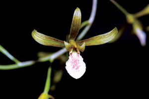 หัวข้าวต้ม Eulophia graminea Lindl.<br/>ORCHIDACEAE