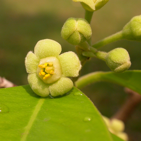 กฤษณา Aquilaria crassna Pierre ex Lecomte<br/>THYMELAEACEAE