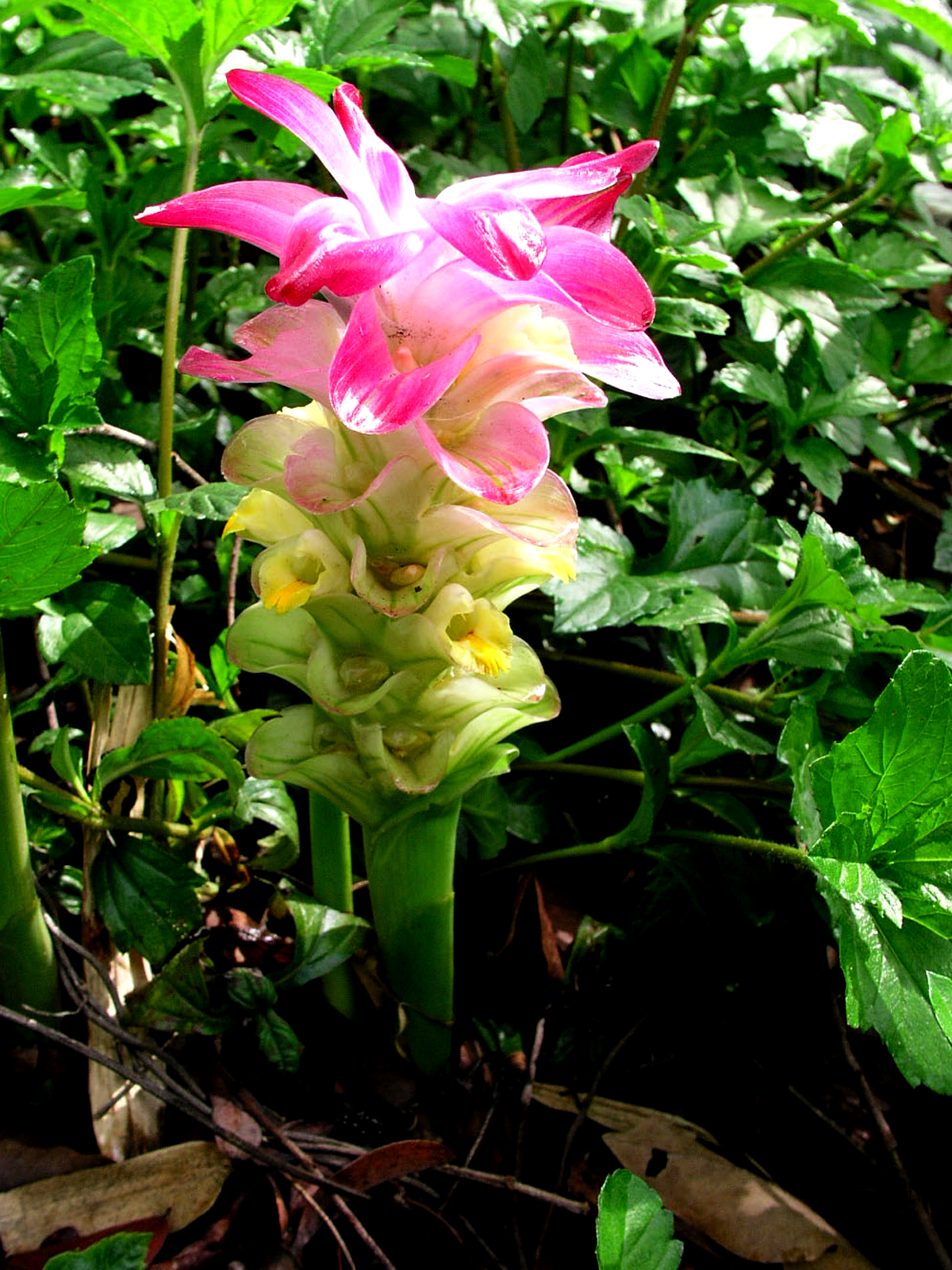 มหากำลัง  Curcuma latifolia Rosc.<br/>ZINGIBERACEAE