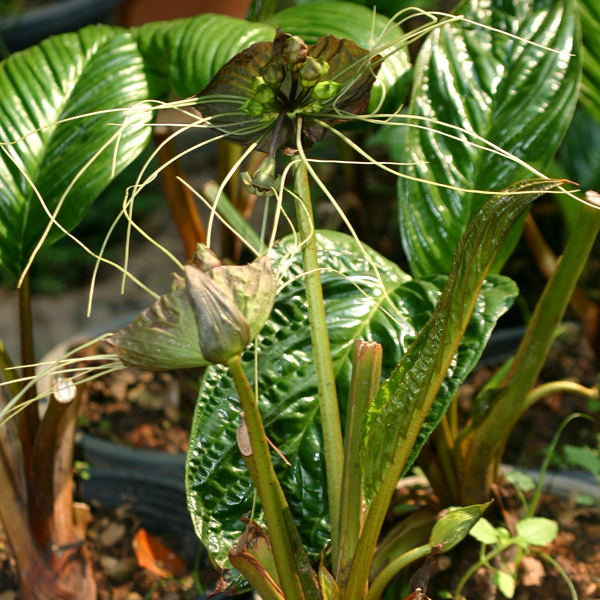 เนระพูสีไทย Tacca chantrieri Andre<br/>TACCACEAE